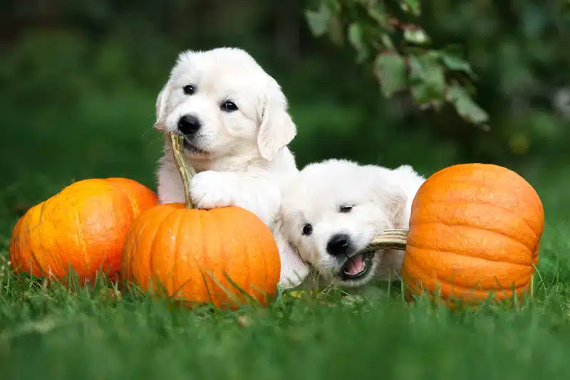 Pumpkin-for-dogs