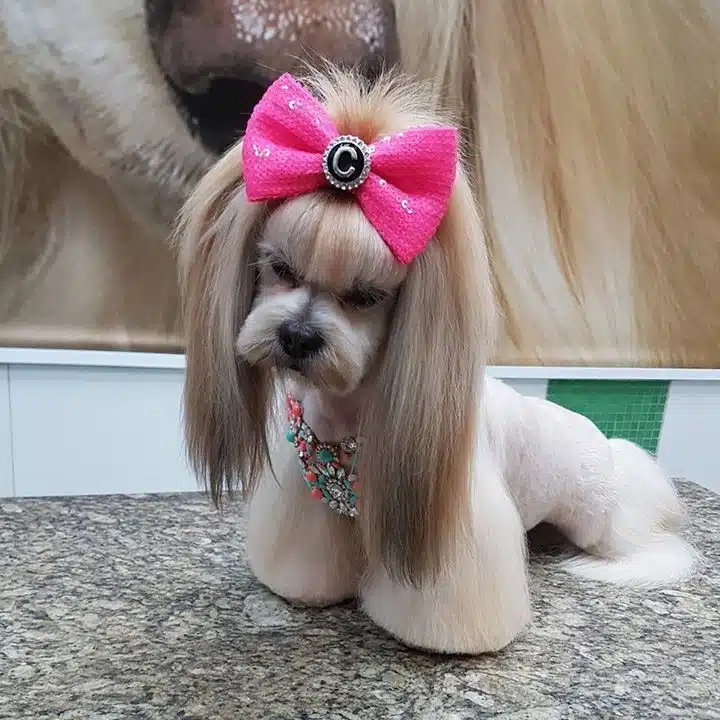 Shih Tzu Hair Cut with Pigtails