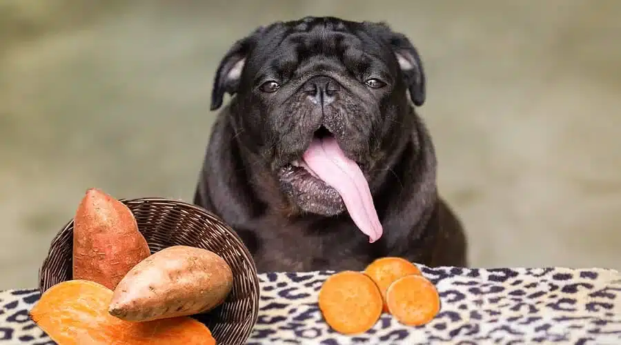 Sweet Potatoes for dogs