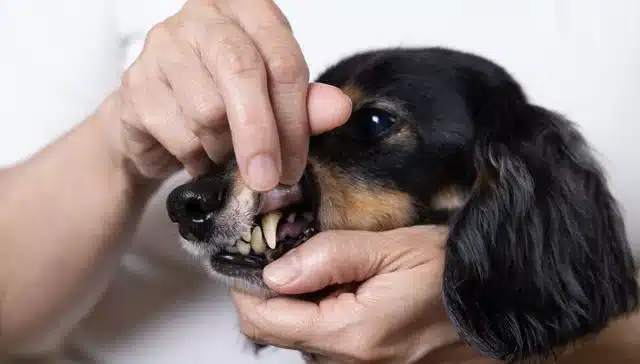 Treatment-Options-for-Black-Gums-in-Dogs
