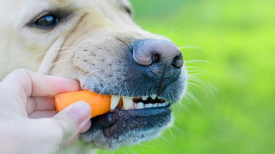 can-dogs-eat-carrots