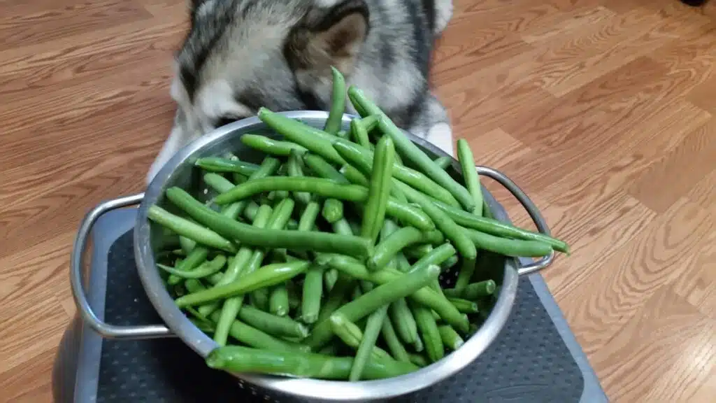 Green Beans for dogs
