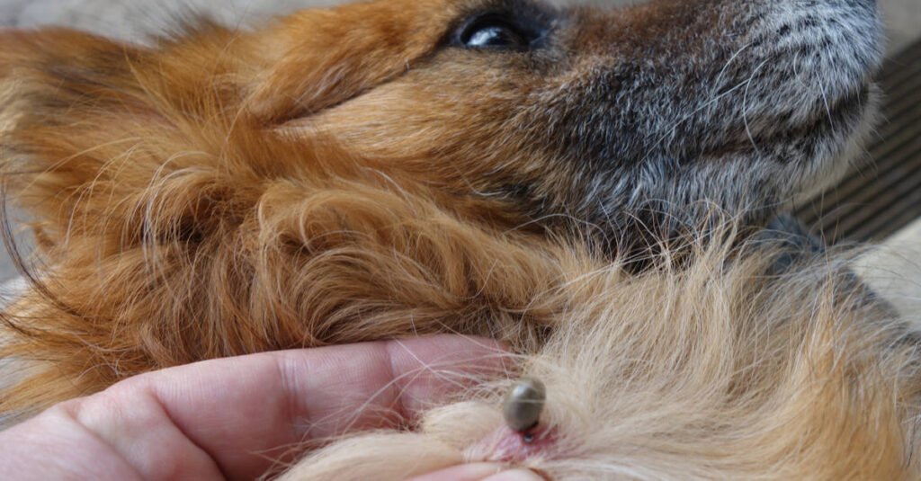Can Dettol Kill Ticks on dogs