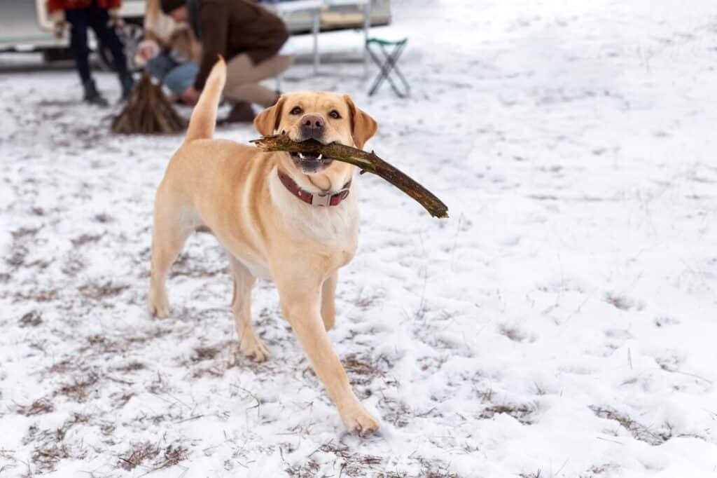 Dog Playing with Sticks