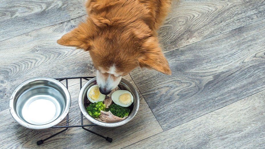 Raw Eggs Vs Cooked Eggs for Dogs