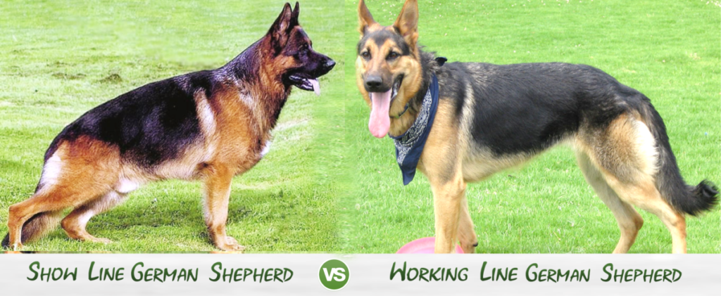 Working Line German Shepherd vs Show Line German Shepherd | 7 Key Considerations