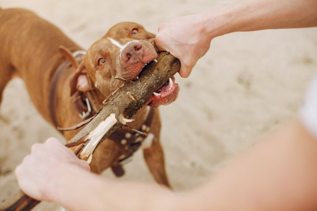 The Appeal of Sticks