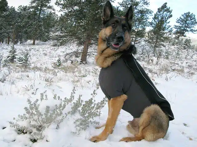The Right Way to Protect Your German Shepherd from Cold Weather Conditions