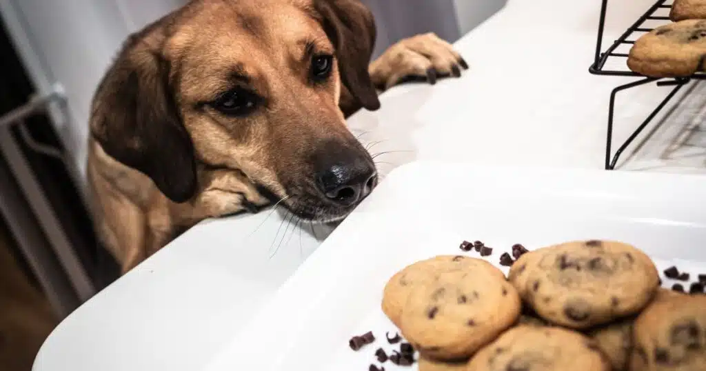 Chocolate Chip Cookie and dog