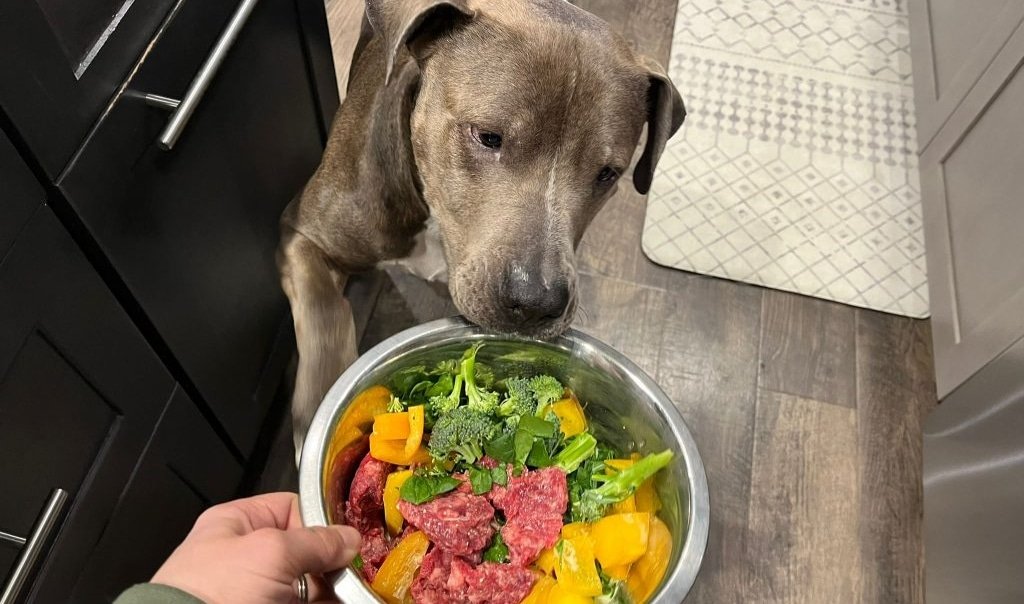 Can Dogs Eat Collard Greens? A Vet’s Perspective