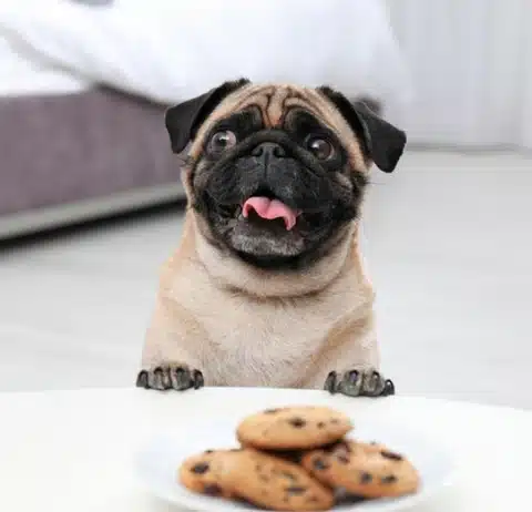 Dog-Eats-a-Chocolate-Chip-Cookie
