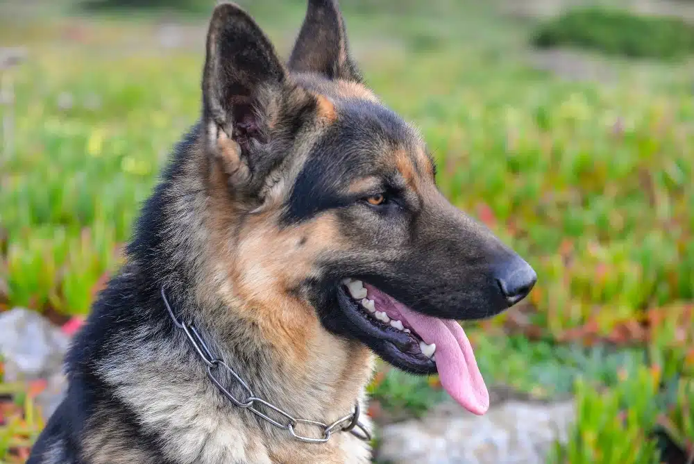 Single Coat German Shepherd