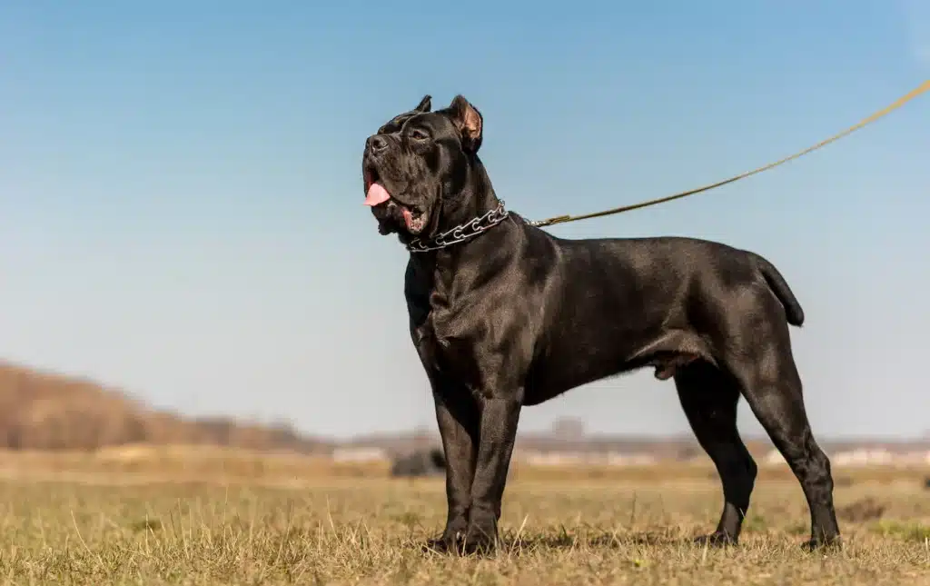 Cane Corso Weight Chart