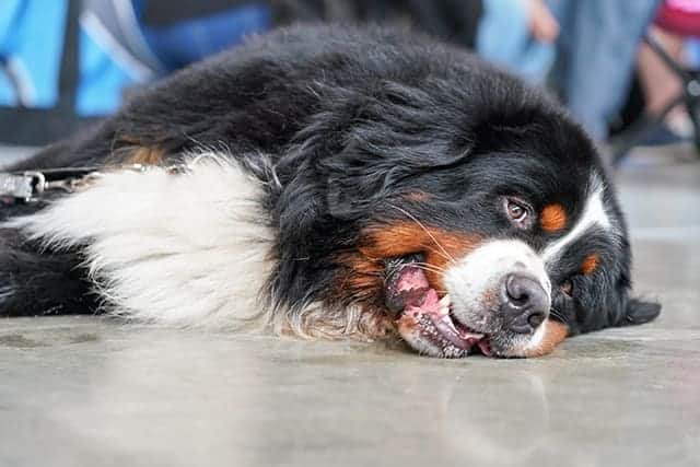 Dehydration-in-Dogs