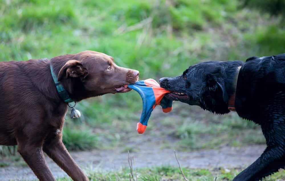 Why do dogs fight over the same toy