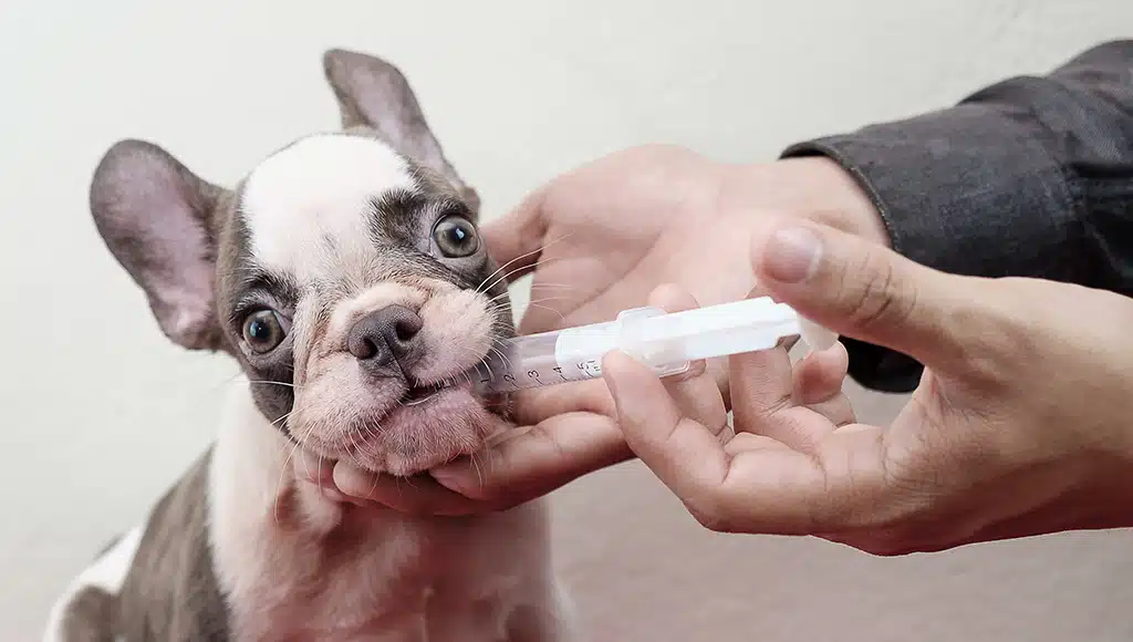 medications for dogs