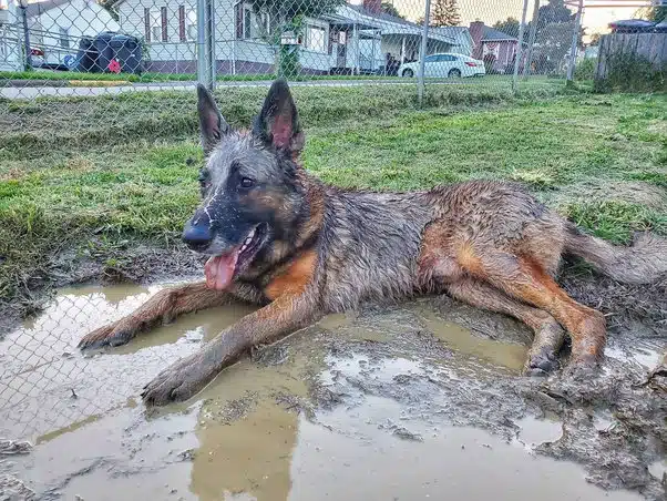 Ideal Bathing Frequency for German Shepherds