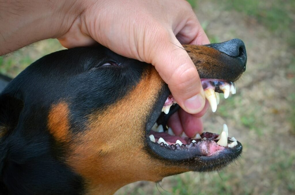Bleeding, red or swollen gums