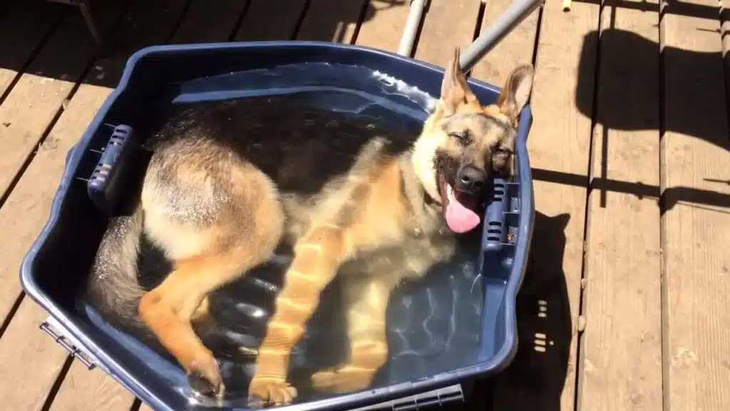 Ideal Bathing Frequency for German Shepherds