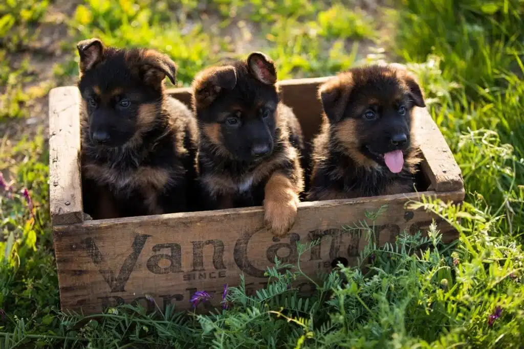 Welcoming-Your-German-Shepherd-Puppy