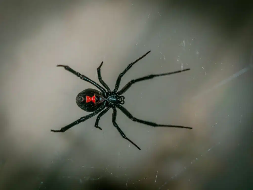 Spider Bite on Dog: Symptoms, First Aid, and When to See a Vet Spider Bite on Dog: Symptoms, First Aid, and When to See a Vet