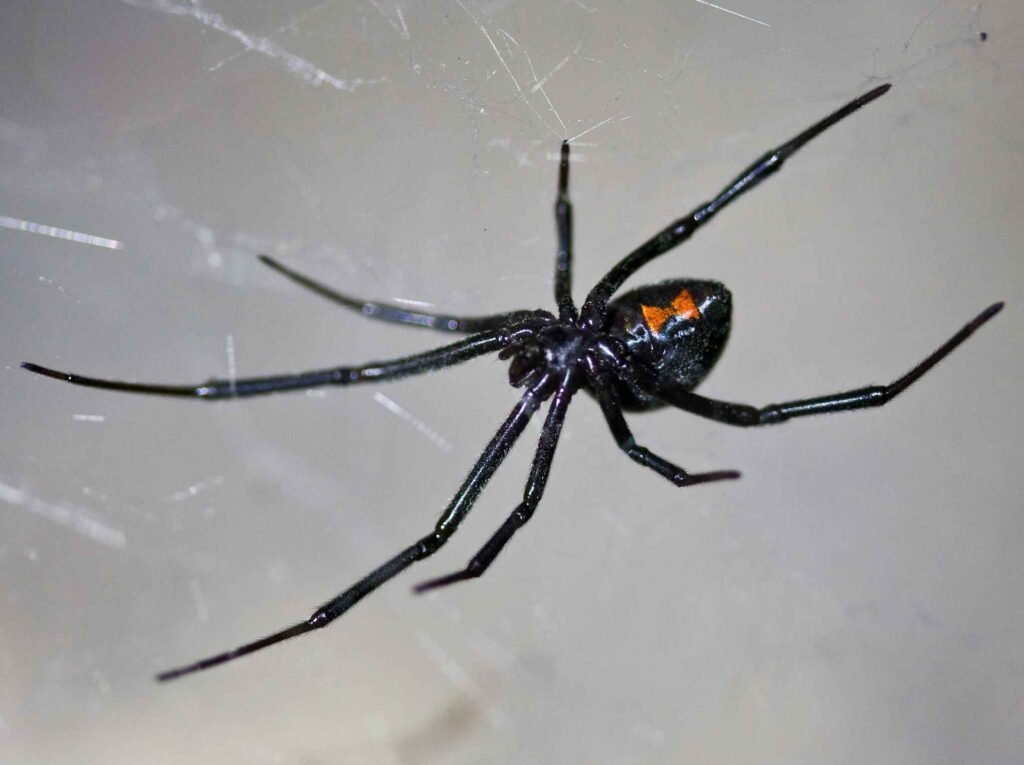 Black Widow spider