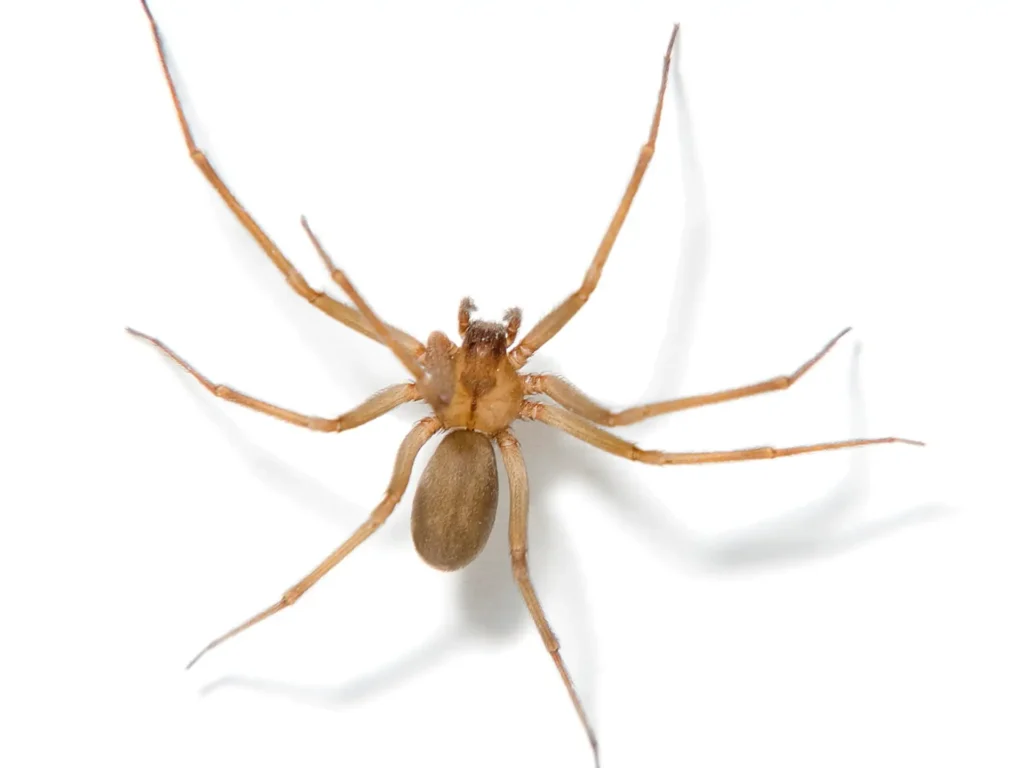 Spider Bite on Dog: Symptoms, First Aid, and When to See a Vet Spider Bite on Dog: Symptoms, First Aid, and When to See a Vet