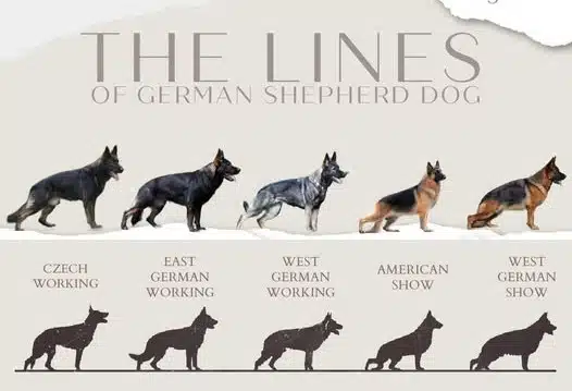 Working Line vs. Show Line German Shepherd: The Complete Comparison Guide Working Line vs. Show Line German Shepherd: The Complete Comparison Guide